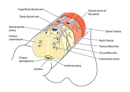 Ligament fundiform al penisului