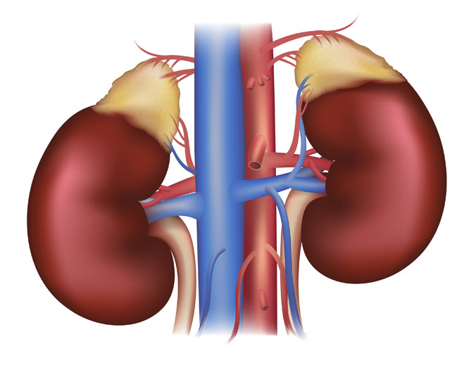 removal of adrenal glands