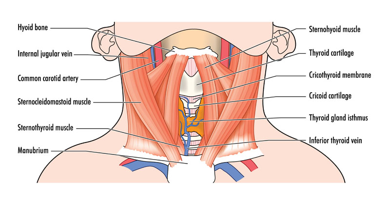 cricothyroidotomy anatomy