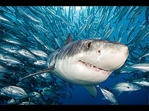 How to Prevent Shark Attacks