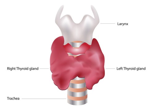 thyroid gland larynx thyroidectomy partial laparoscopic laryngectomy trachea graves royalty surgical hormones background illustration permanent rush cure solutions orangecountysurgeons produce