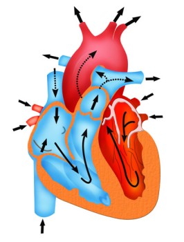 Mitral Valve Replacement Surgery