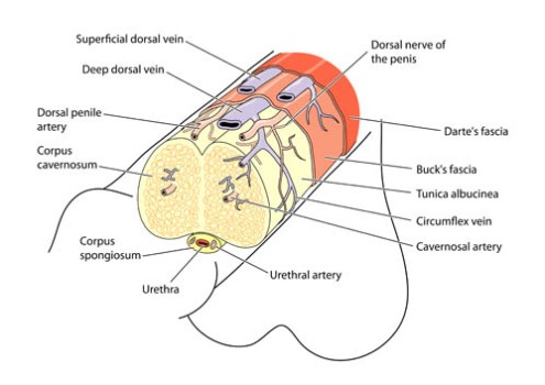 Penile Ligament Release