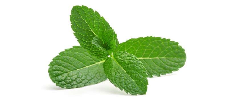 Can You Use Peppermint Oil for Nausea?