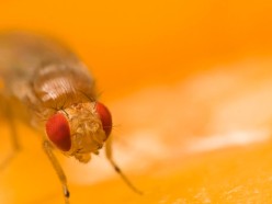 Fruit Flies Play Role in Fighting Cancer in New Studies