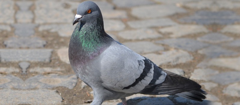 Can Pigeons See Cancer?