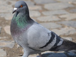 Can Pigeons See Cancer?