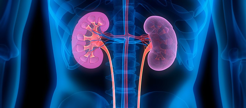 New Research Brings Us Closer to Man-Made Kidneys