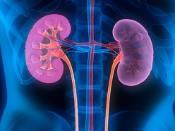 New Research Brings Us Closer to Man-Made Kidneys