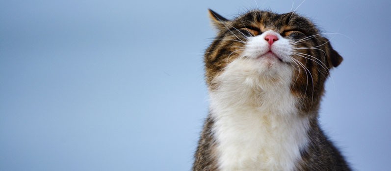 UK Study Looks at Link Between Cats and Mental Illness